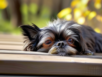 狗狗健康护理，不吃不喝的皮毛护理指南，健康护理，不吃不喝时的皮毛